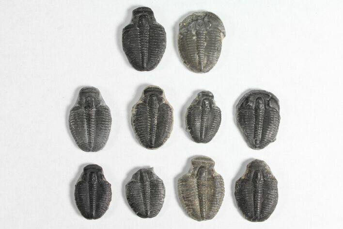 Lot: / Elrathia Trilobite Molt Fossils - Pieces #92043